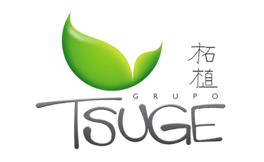 Grupo Tsuge
